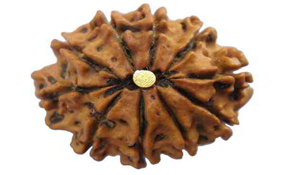 vastu for plant